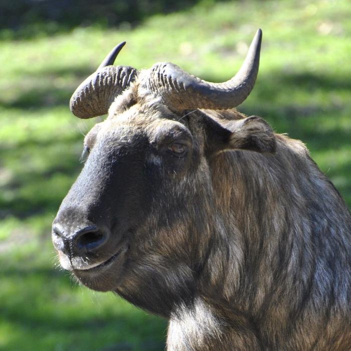 foto. Gdański Ogród Zoologiczny