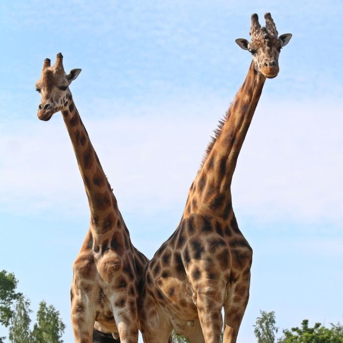 foto. Gdański Ogród Zoologiczny