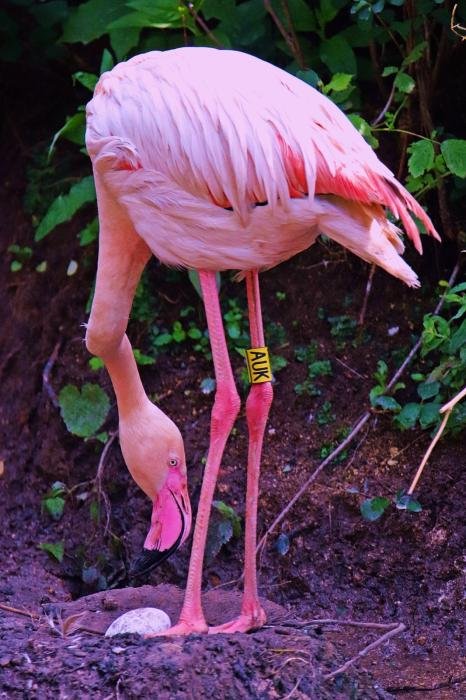 foto. Gdański Ogród Zoologiczny